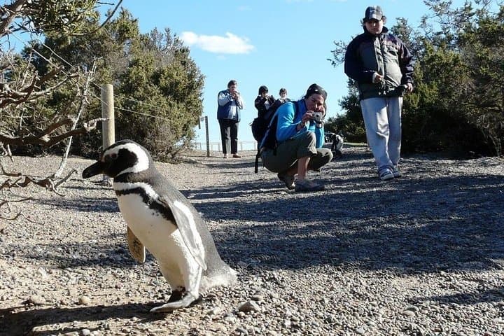 Punta Tombo Penguin Walk from Puerto Madryn: Visit South America's Largest Magellanic Penguin Colony photo 3