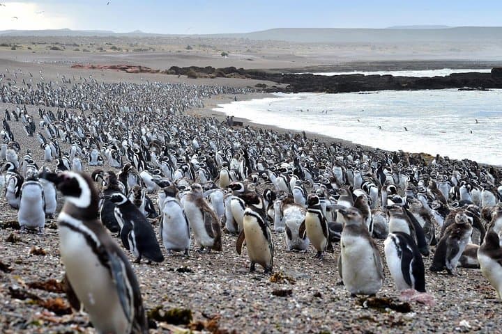 Full Day to El Pedral: Penguin Colony, Punta Ninfas & Patagonian Asado photo 4
