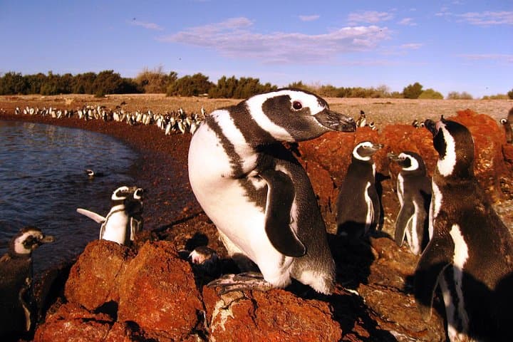 Punta Tombo Penguin Walk from Puerto Madryn: Visit South America's Largest Magellanic Penguin Colony photo 5