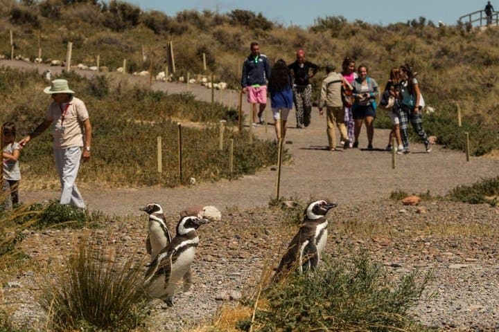 Punta Tombo Penguin Walk from Puerto Madryn: Visit South America's Largest Magellanic Penguin Colony photo 6