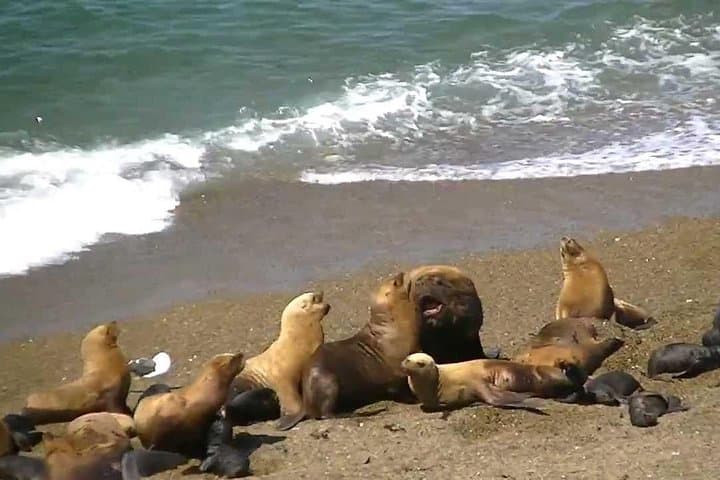 Full Day to El Pedral: Penguin Colony, Punta Ninfas & Patagonian Asado photo 5