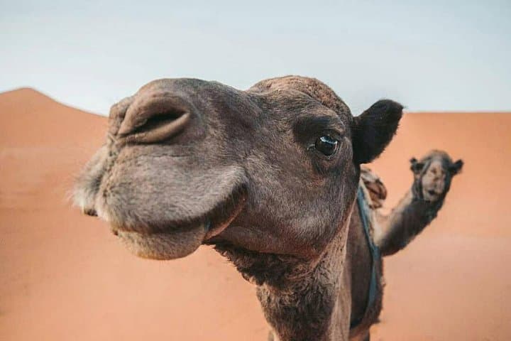 3-Day Merzouga Desert Tour from Marrakech: Camel Trek & Sahara Camp photo 3