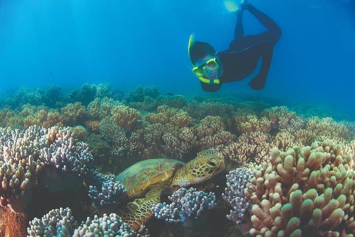 Sail to Low Isles: Wavedancer Great Barrier Reef Snorkel Cruise from Port Douglas photo 4
