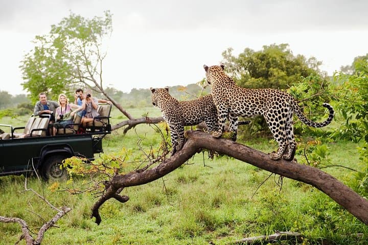 Overnight Tented Safari at Yala: Luxury Camping & Leopard Game Drives from Negombo photo 4