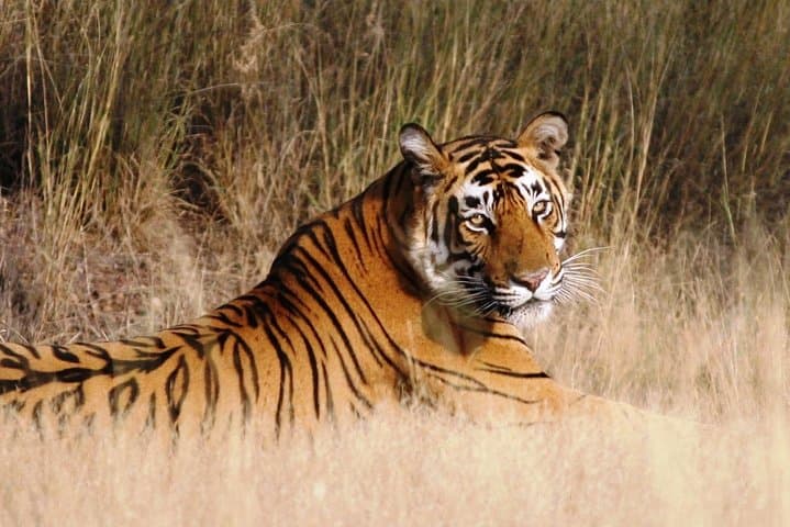 Jaipur to Ranthambore to Udaipur: 4-Day Guided Rajasthan Tour with Safari and Hotels photo 4