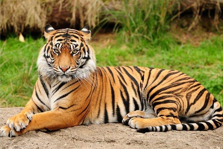 Jaipur to Ranthambore to Udaipur: 4-Day Guided Rajasthan Tour with Safari and Hotels photo 5