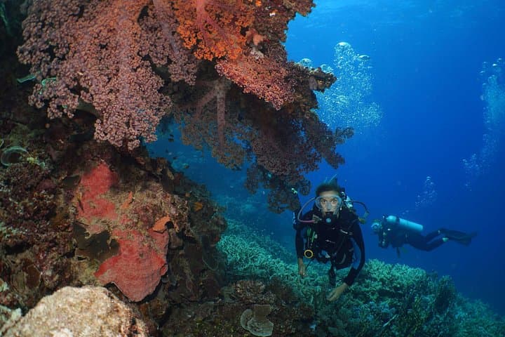 Agincourt Reef Day Cruise: Snorkel and Dive with Poseidon from Port Douglas photo 6