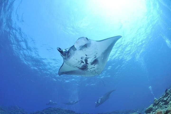 West Nusa Penida Snorkeling with Manta Rays and Island Tour photo 4