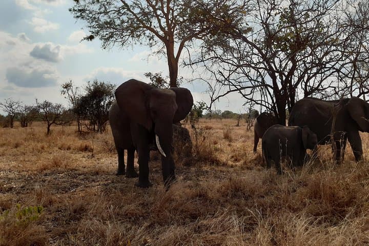 3-Day Mikumi National Park Safari: Easy Weekend Game Drives from Dar es Salaam photo 6