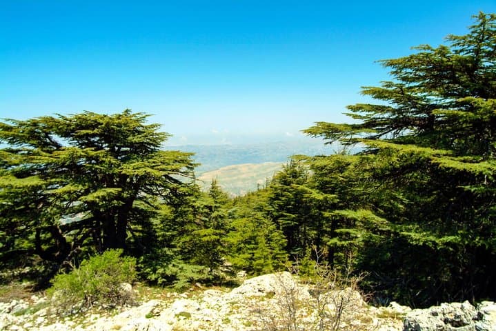 Private Day Trip from Beirut to Beiteddine, Deir el Qamar & Chouf Cedars photo 2