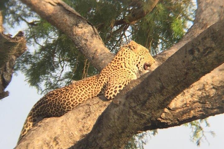 3-Day Queen Elizabeth National Park Safari: Kazinga Channel Cruise & Morning Game Drives