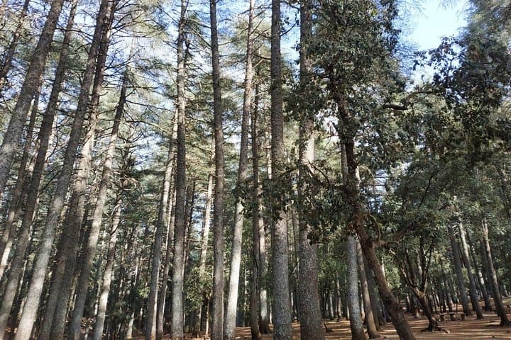 Middle Atlas Day Trip from Fes: Ifrane, Azrou & Cedar Forests photo 4