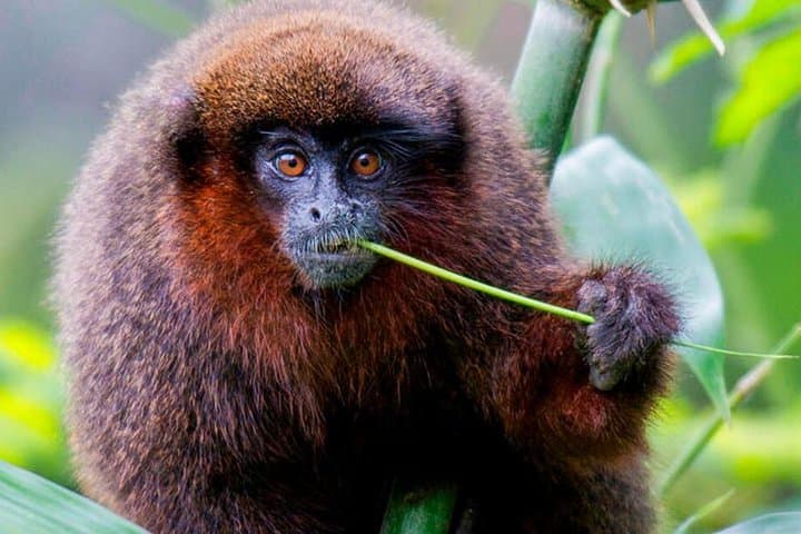 Manu Jungle Tour: 4-Day Cloud Forest to Amazon Wildlife Expedition from Cusco