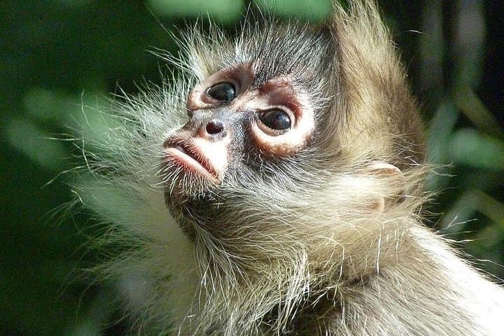 Manu Jungle Tour: 4-Day Cloud Forest to Amazon Wildlife Expedition from Cusco photo 3