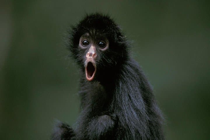 Manu Jungle Tour: 4-Day Cloud Forest to Amazon Wildlife Expedition from Cusco photo 4