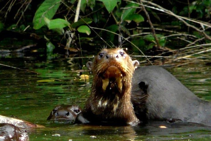 Manu Jungle Tour: 4-Day Cloud Forest to Amazon Wildlife Expedition from Cusco photo 5