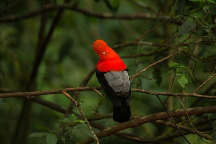 Manu Jungle Tour: 4-Day Cloud Forest to Amazon Wildlife Expedition from Cusco photo 6