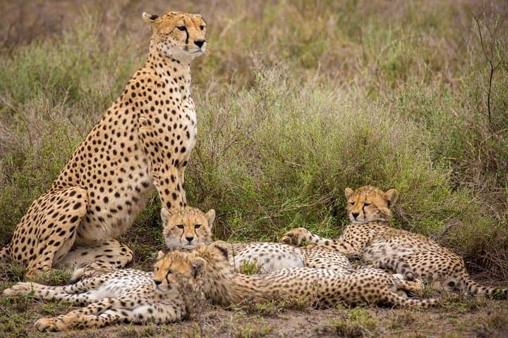 3-Day Samburu Big Five Safari: Samburu National Reserve Guide photo 5