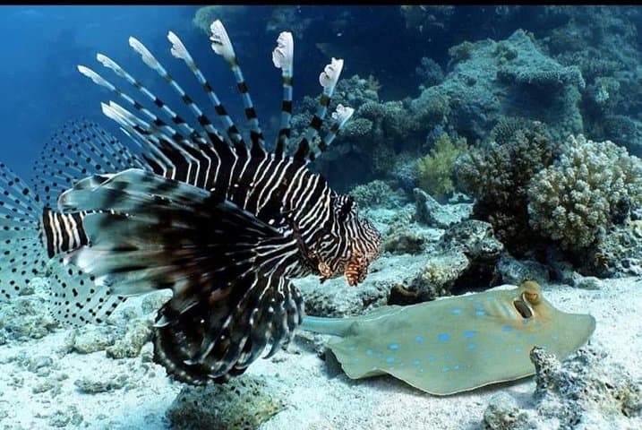 Mahahual Mesoamerican Reef: Small-Group Scuba with Aluxdivers