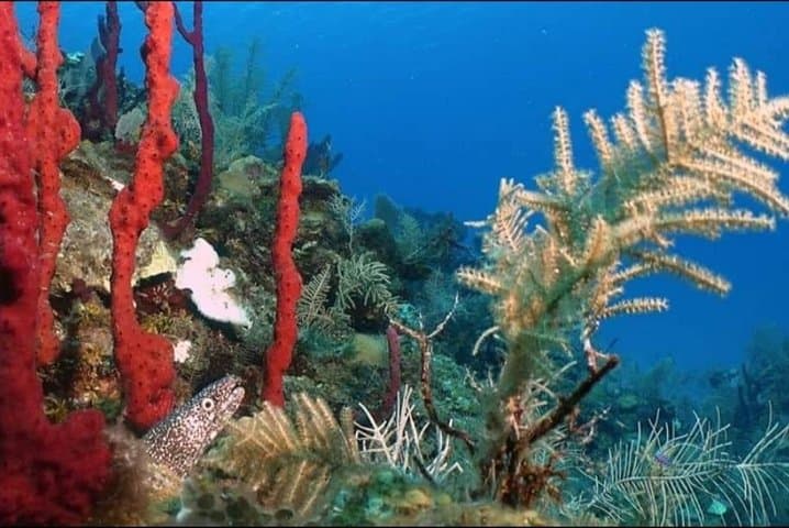 Mahahual Mesoamerican Reef: Small-Group Scuba with Aluxdivers photo 3