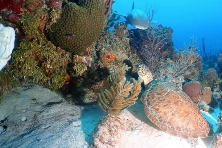 Mahahual Mesoamerican Reef: Small-Group Scuba with Aluxdivers photo 4