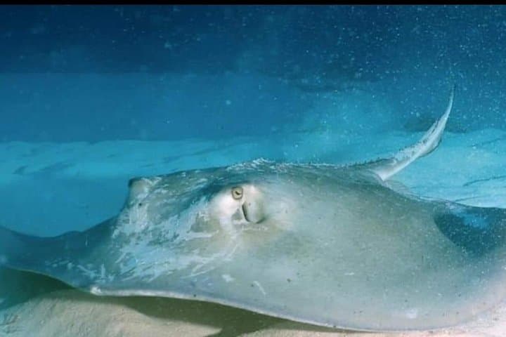 Mahahual Mesoamerican Reef: Small-Group Scuba with Aluxdivers photo 5