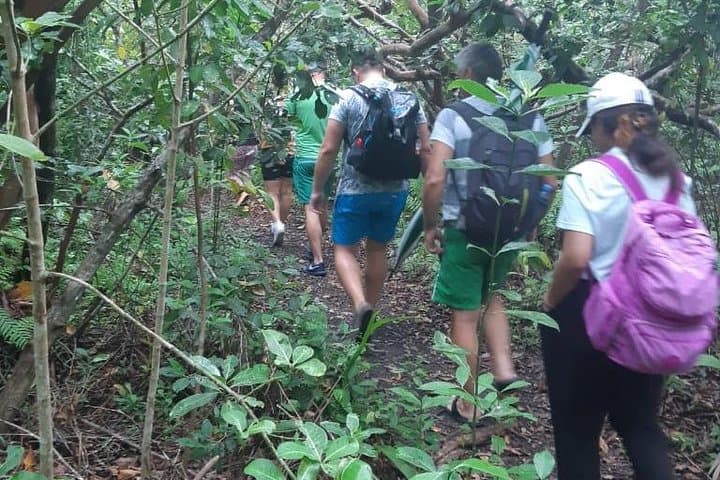 Explore Jozani Forest: Red Colobus & Mangrove Boardwalk Tour