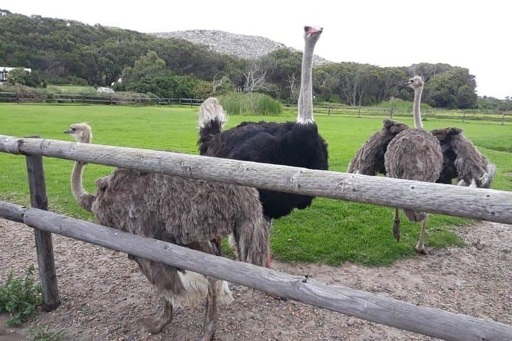 Cape Point & Boulders Beach Private Day Tour — Penguins, Scenic Drives & Cape Point photo 6