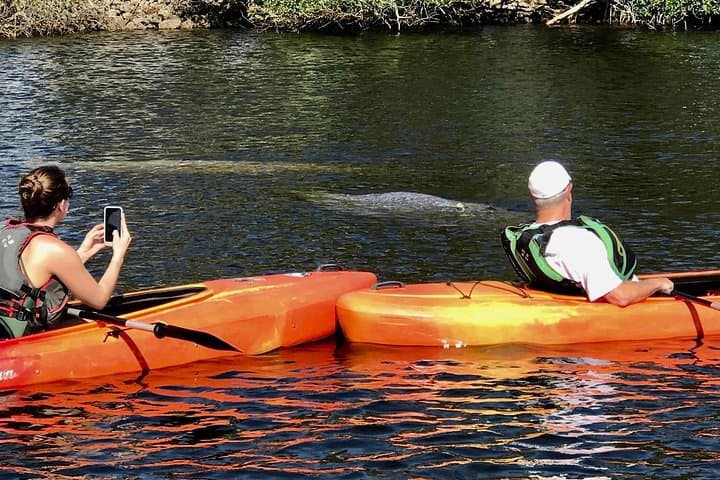 Manatees and Mangrove Tunnels Kayak Tour — 10,000 Islands Wildlife Refuge photo 3