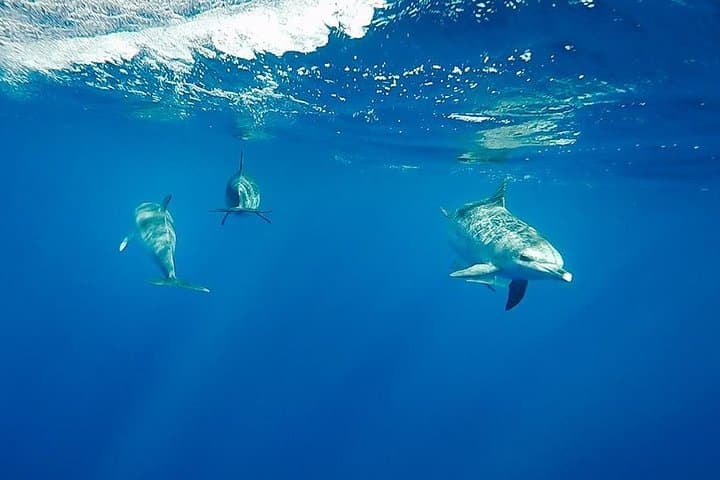 Swim with Wild Dolphins in the Azores: Biologist-Led Ethical Encounters photo 2
