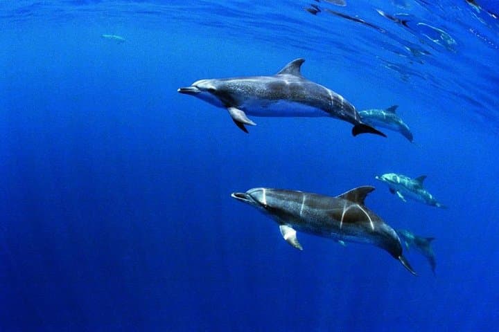 Swim with Wild Dolphins in the Azores: Biologist-Led Ethical Encounters photo 3