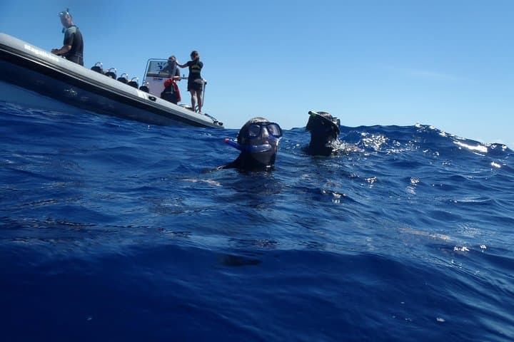 Swim with Wild Dolphins in the Azores: Biologist-Led Ethical Encounters photo 5