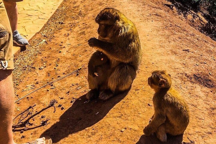 Ouzoud Waterfalls: Full-Immersion Daytrip from Marrakech photo 2
