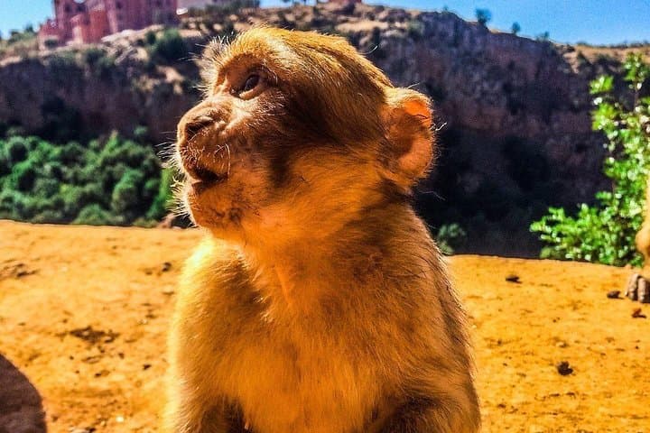 Ouzoud Waterfalls: Full-Immersion Daytrip from Marrakech photo 4
