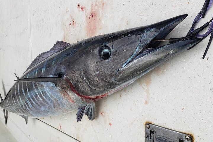 Bonaire 4-Hour Fishing Charter from Kralendijk photo 5
