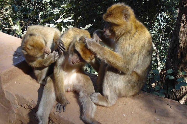 Ouzoud Falls Day Trip from Marrakech — Waterfalls, Monkeys & Moroccan Lunch photo 5