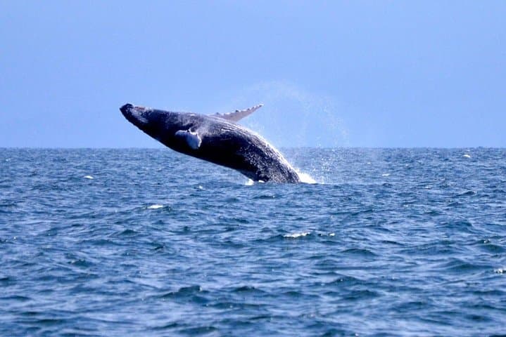 Samana Whale Watching, Cayo Levantado & El Limón Waterfalls — Full-Day from Punta Cana photo 4