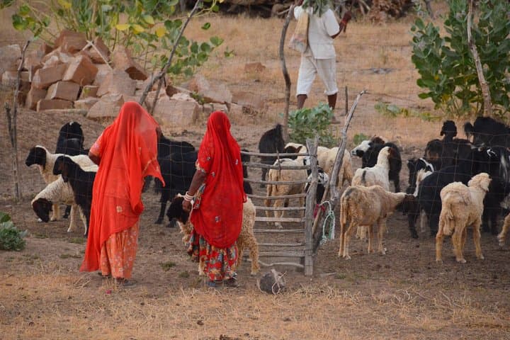 Sunset Camels & Village Life: Authentic Thar Desert Day Tour photo 3