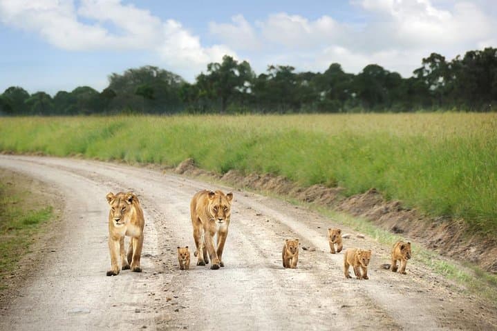 Nairobi National Park Afternoon Game Drive — Urban Safari Under the City Skyline photo 4