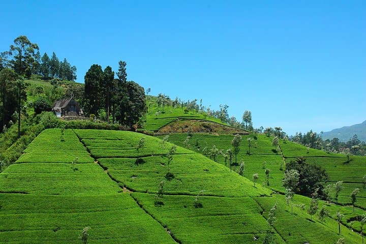Adams Peak Sunrise: 6-Day Pilgrimage and Highland Hike from Hatton photo 4