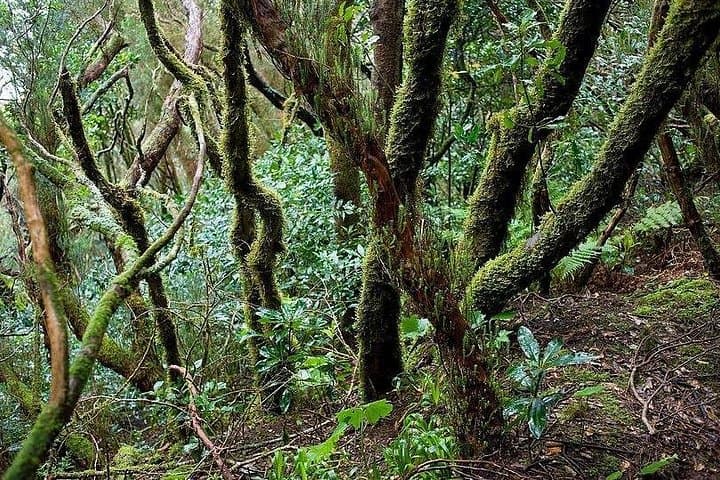 Explore the Anaga Mountains and Laurel Jungle: VIP Private Tour in Tenerife