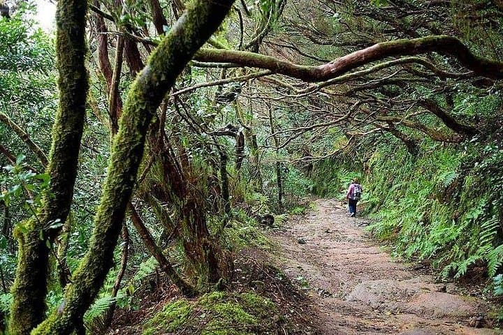 Explore the Anaga Mountains and Laurel Jungle: VIP Private Tour in Tenerife photo 2
