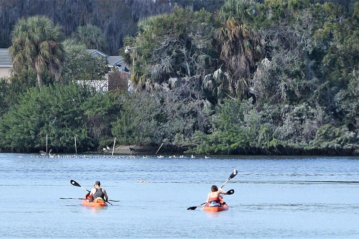 Crystal River 4-Hour Tandem Kayak Rental — Paddle with Manatees and Coastal Wildlife photo 4