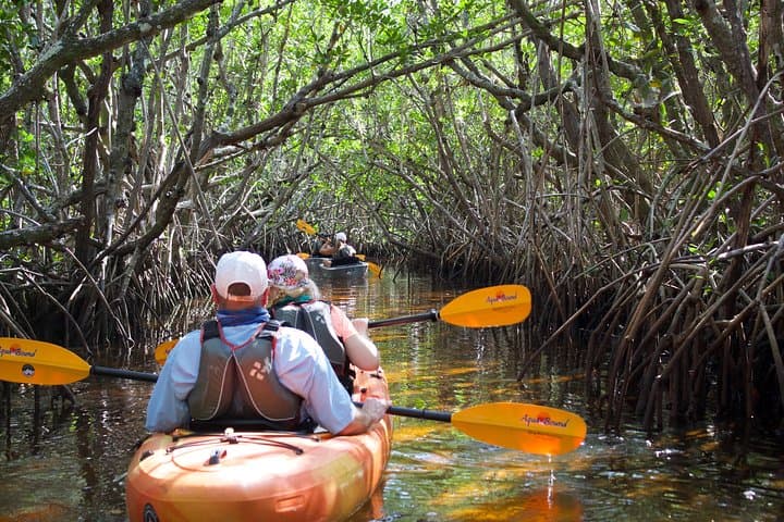 Manatees and Mangrove Tunnels Kayak Tour — 10,000 Islands Wildlife Refuge