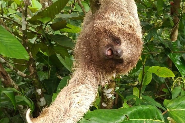 Bijagua Wildlife Walk: Short Guided Nature Tour to See Sloths, Frogs & Birds