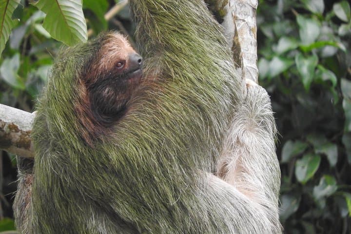 Bijagua Wildlife Walk: Short Guided Nature Tour to See Sloths, Frogs & Birds photo 2