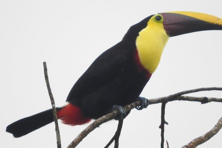 Bijagua Wildlife Walk: Short Guided Nature Tour to See Sloths, Frogs & Birds photo 3
