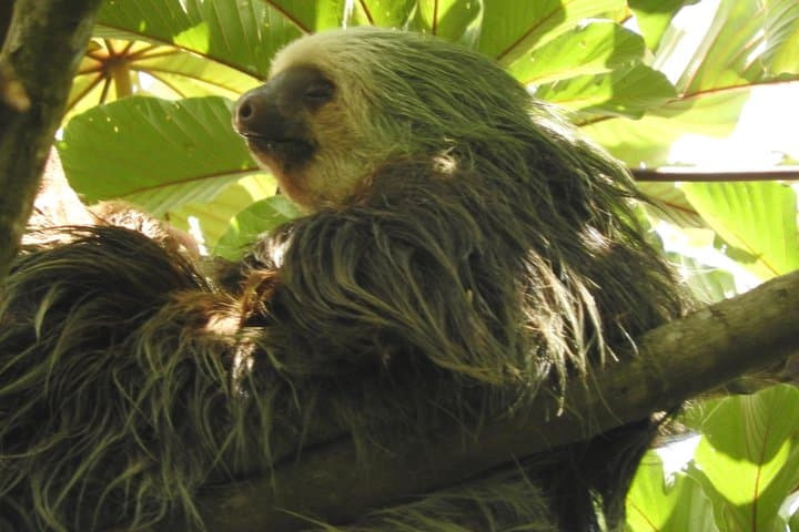 Bijagua Wildlife Walk: Short Guided Nature Tour to See Sloths, Frogs & Birds photo 4