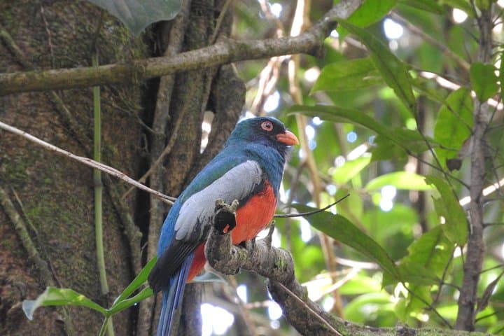 Bijagua Wildlife Walk: Short Guided Nature Tour to See Sloths, Frogs & Birds photo 5