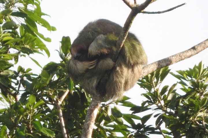 Bijagua Wildlife Walk: Short Guided Nature Tour to See Sloths, Frogs & Birds photo 6